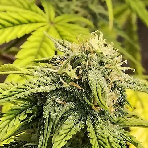 Matanuska growlog timeline photo