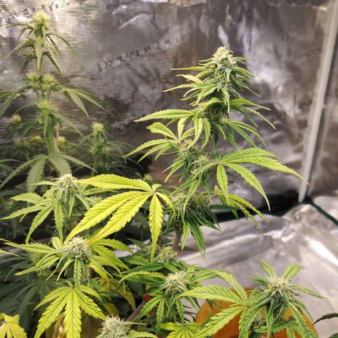 Matanuska growlog timeline photo