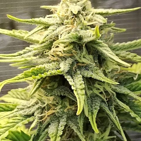 Matanuska growlog timeline photo