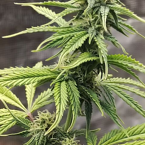 Matanuska growlog timeline photo