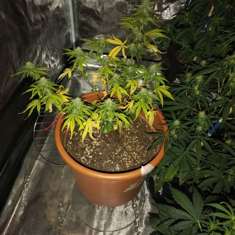 Matanuska growlog timeline photo