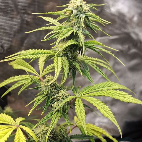 Matanuska growlog timeline photo
