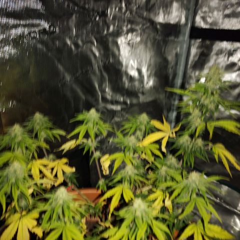 Matanuska growlog timeline photo