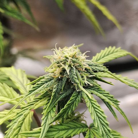 Matanuska growlog timeline photo