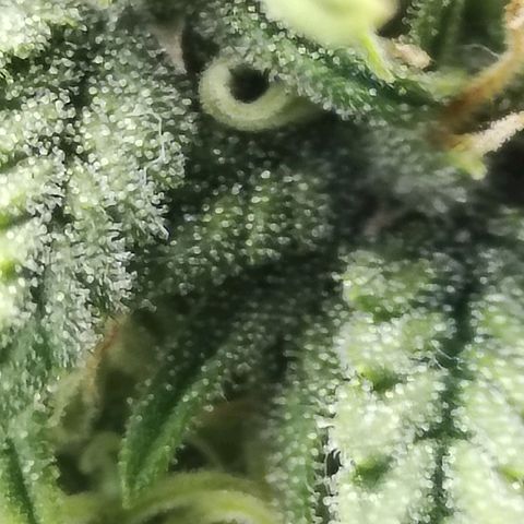 Matanuska growlog timeline photo