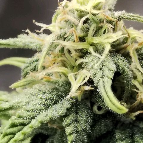 Matanuska growlog timeline photo