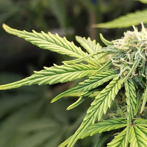 Matanuska growlog timeline photo