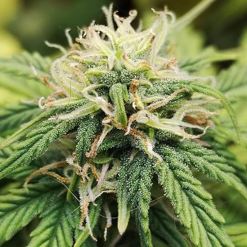Matanuska growlog timeline photo