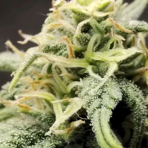 Matanuska growlog timeline photo