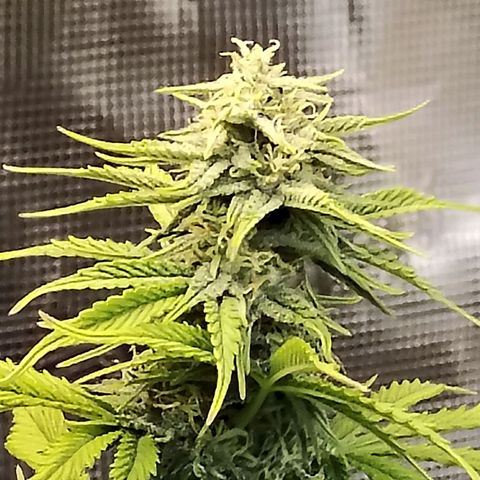 Matanuska growlog timeline photo