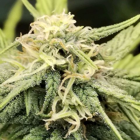 Matanuska growlog timeline photo