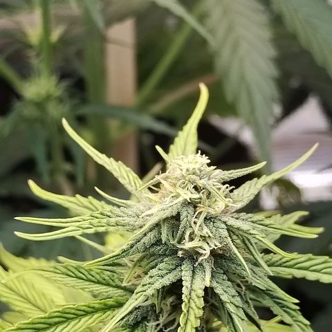 Matanuska growlog timeline photo