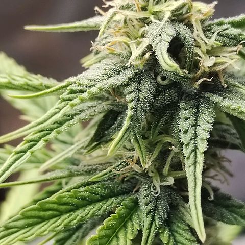 Matanuska growlog timeline photo
