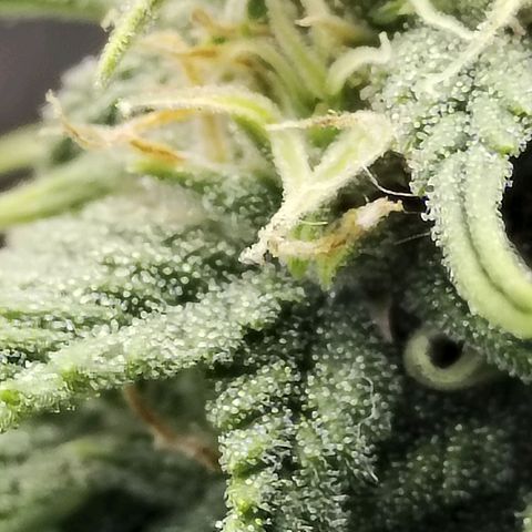 Matanuska growlog timeline photo