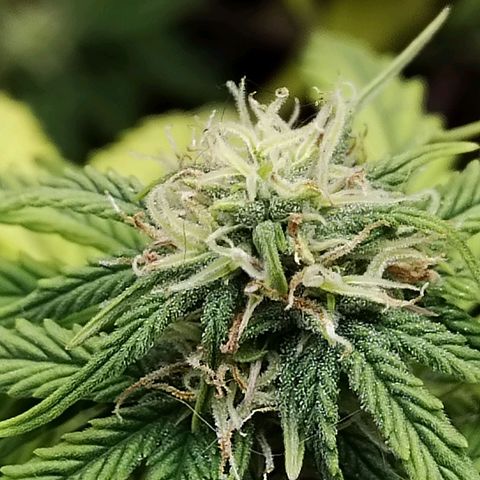 Matanuska growlog timeline photo