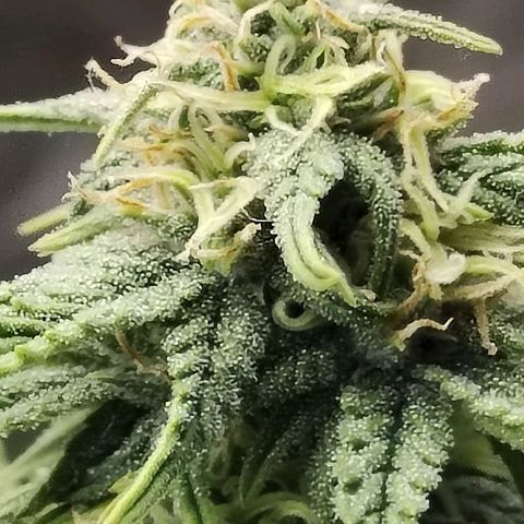Matanuska growlog timeline photo