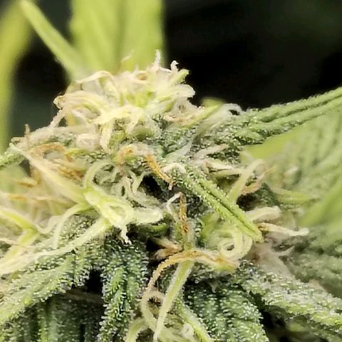 Matanuska growlog timeline photo
