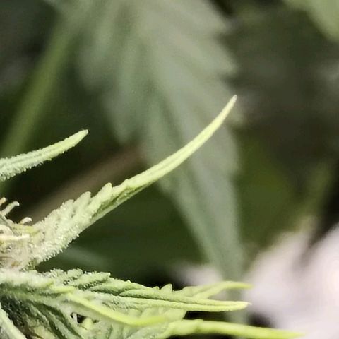 Matanuska growlog timeline photo