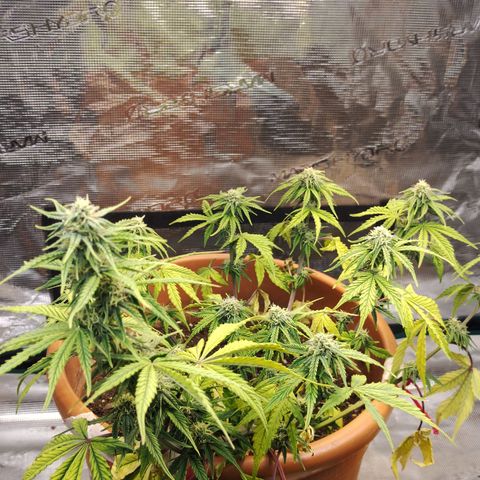 Matanuska growlog timeline photo