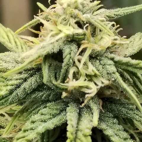 Matanuska growlog timeline photo