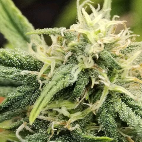 Matanuska growlog timeline photo