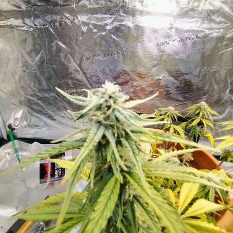 Matanuska growlog timeline photo