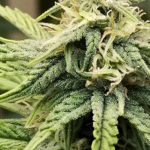 Matanuska growlog timeline photo