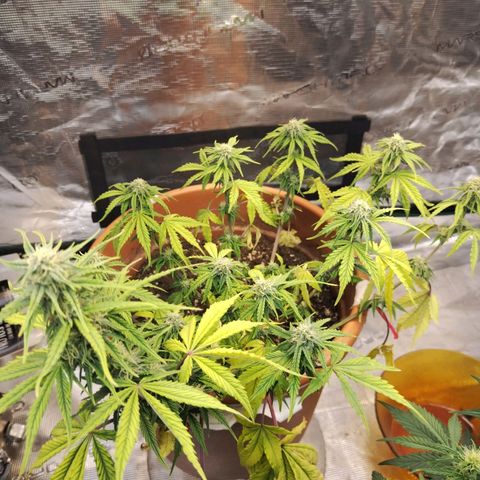 Matanuska growlog timeline photo