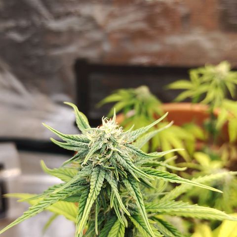 Matanuska growlog timeline photo