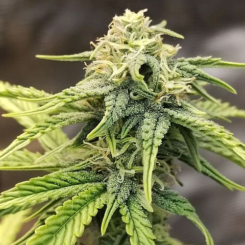 Matanuska growlog timeline photo