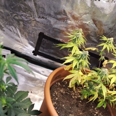 Matanuska growlog timeline photo