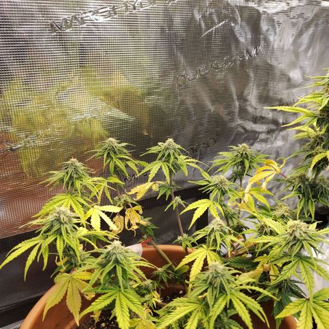 Matanuska growlog timeline photo