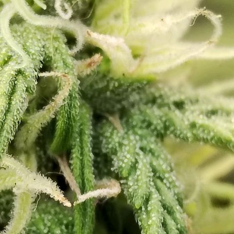 Matanuska growlog timeline photo