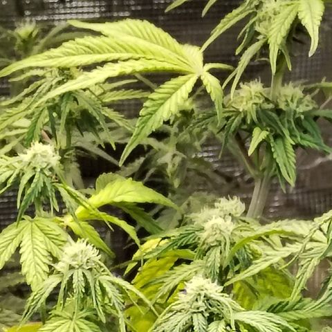 Matanuska growlog timeline photo