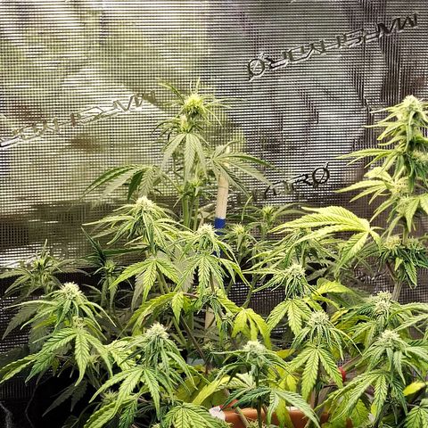 Matanuska growlog timeline photo