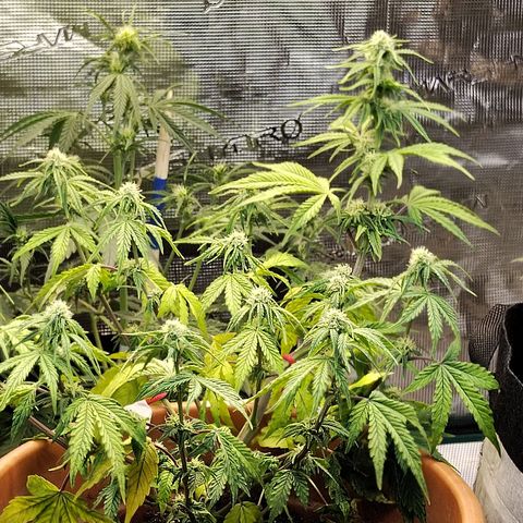 Matanuska growlog timeline photo