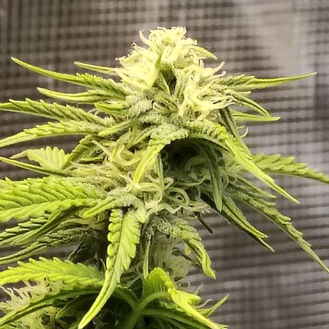 Matanuska growlog timeline photo