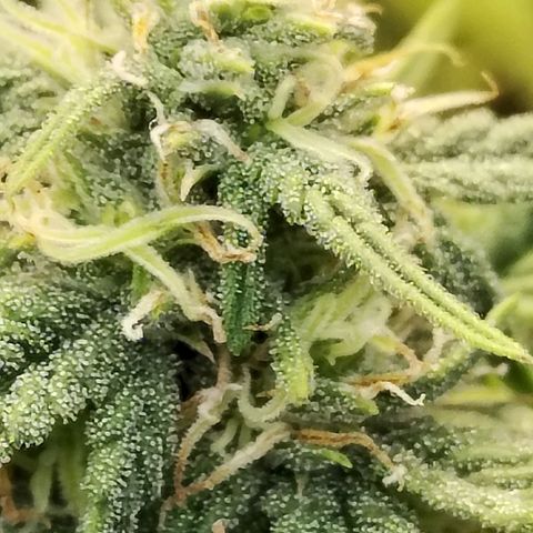 Matanuska growlog timeline photo