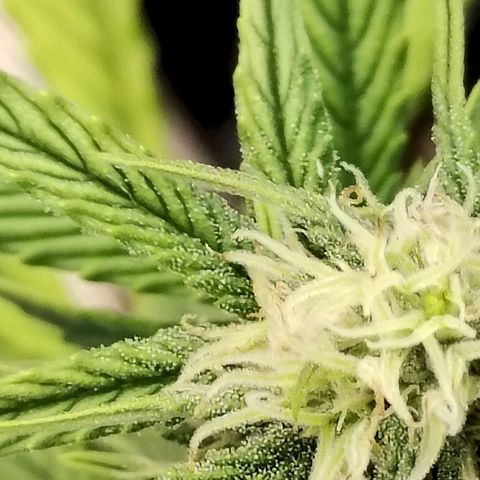 Matanuska growlog timeline photo