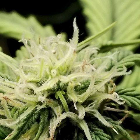 Matanuska growlog timeline photo