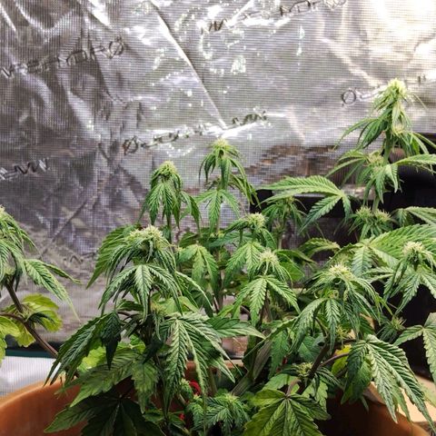 Matanuska growlog timeline photo