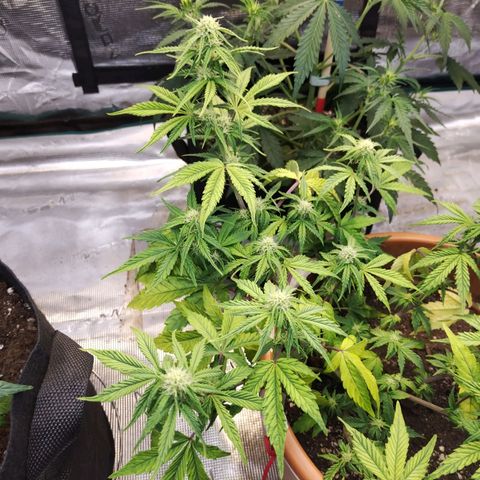 Matanuska growlog timeline photo