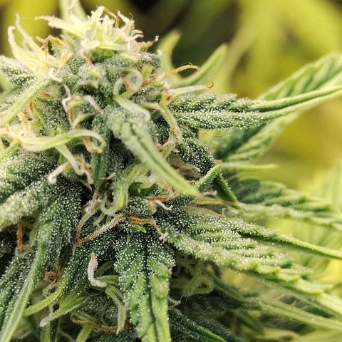 Matanuska growlog timeline photo