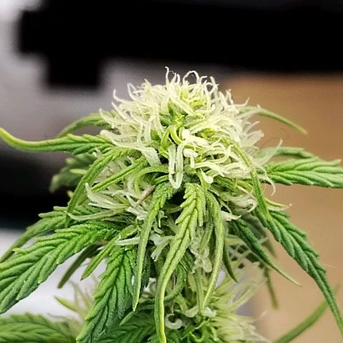 Matanuska growlog timeline photo