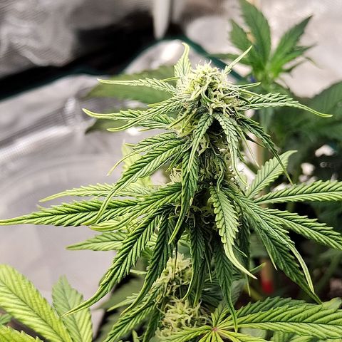 Matanuska growlog timeline photo