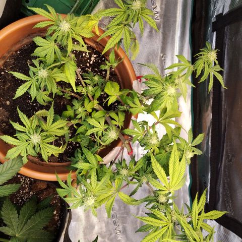 Matanuska growlog timeline photo