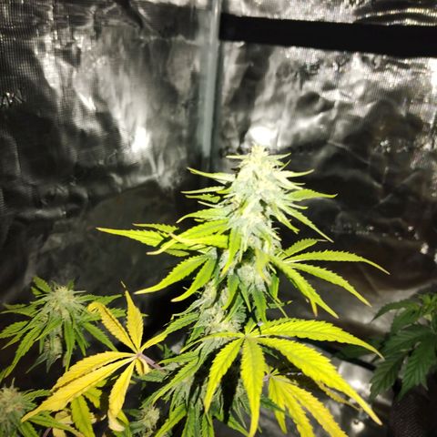 Matanuska growlog timeline photo