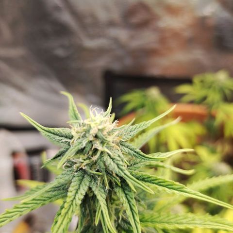 Matanuska growlog timeline photo