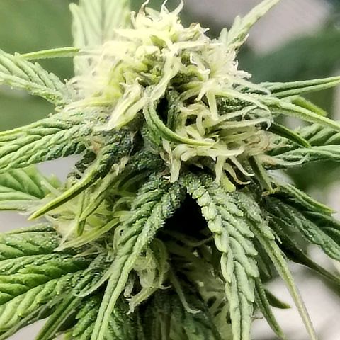 Matanuska growlog timeline photo