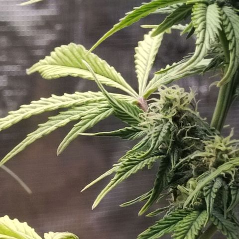 Matanuska growlog timeline photo